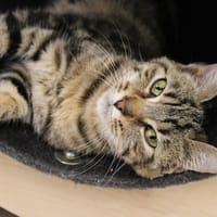 CREVETTE, chatte à adopter