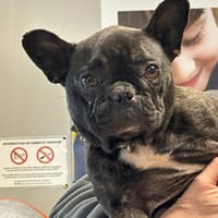 VOXY, chienne à adopter