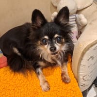 IPSO, chien à adopter