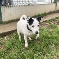 ORCHID, chienne à adopter