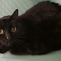 Rosy, chatte à adopter