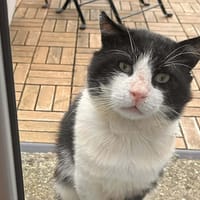 Brave, chat à adopter