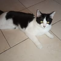 holly, chatte à adopter