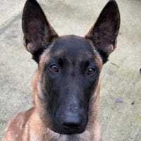 VICTOIRE, chienne à adopter