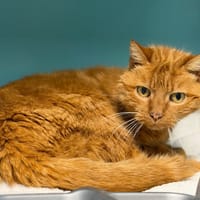 Leelo CAB4938, chat à adopter