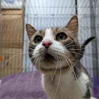 TOBY, chat à adopter