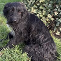 Alko CAA14617, chien à adopter