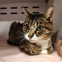 Chipie2, chatte à adopter