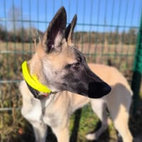 BELLE, chienne à adopter