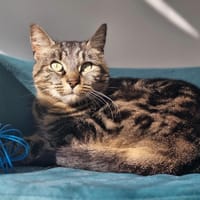 NOISETTE, chatte à adopter