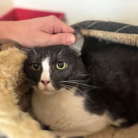 SIMPLET A17295, chat à adopter