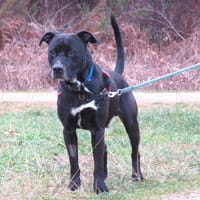 Raykon, chien à adopter