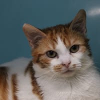 MOCHY, chat à adopter