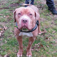 Flash 2, chien à adopter