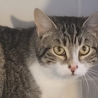ETHELLE, chatte à adopter
