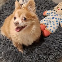 JOY, chienne à adopter