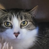 EULALY, chatte à adopter