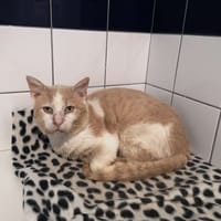 ron, chat à adopter