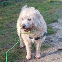 Lili, chienne à adopter