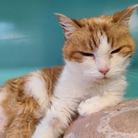 Zolia, chatte à adopter