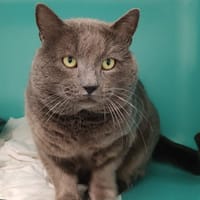 kiki, chat à adopter