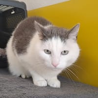 OZZIBOO QCT, chat à adopter