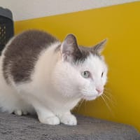 OZZIBOO QCT (a trouvé sa famille), chat à adopter