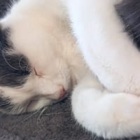 OZZY QCT, chat à adopter