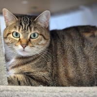 Dora, chatte à adopter