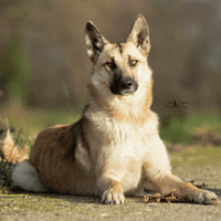 Fenris, chien à adopter