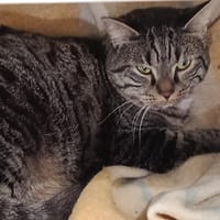 Louis, chat à adopter