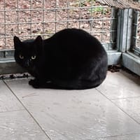 Bloock, chatte à adopter