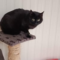 Blink, chatte à adopter