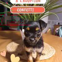 Confetti, chien à adopter