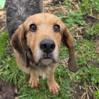 Sonic, chien à adopter