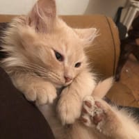 castiel, chat à adopter