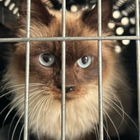 Fidji Sauvagnon 1, chatte à adopter