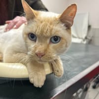 Gili Sauvagnon 13, chat à adopter