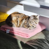aloa, chatte à adopter
