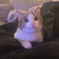 Edwige, chatte à adopter