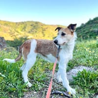 BIENVE (Los Reyes), chienne à adopter