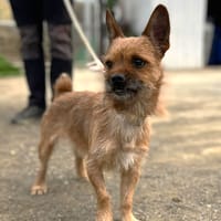 FREDY (Los Reyes), chien à adopter