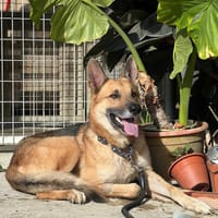 LOBO (Los Reyes), chien à adopter