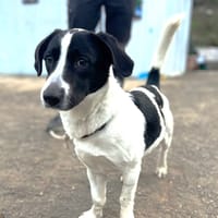 TOM (Los Reyes), chien à adopter