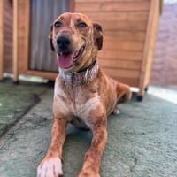 TINTIN (Los Reyes), chien à adopter