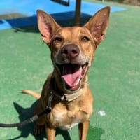 NALA (Los Reyes), chienne à adopter