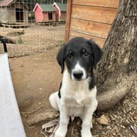 Esco, chien à adopter
