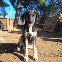 Millie, chienne à adopter