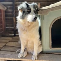 Merida, chienne à adopter