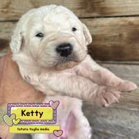 KETTY, cane femmina da adottare